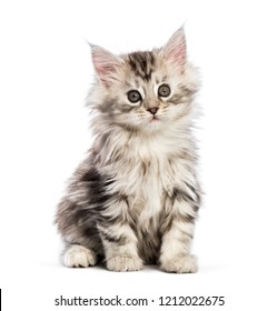 Maine Coon Kittens Images Stock Photos Vectors Shutterstock