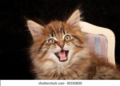 Chat Maine Coon Images Stock Photos Vectors Shutterstock