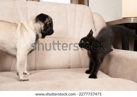 A Maine coon kitten hisses at the pug. Cat-dog interaction, cats and dogs friendship.