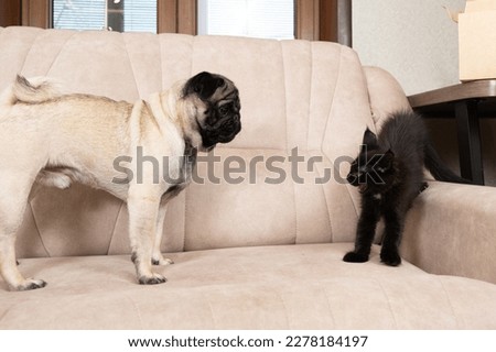 A Maine coon kitten hisses at the pug. Cat-dog interaction, cats and dogs friendship