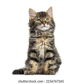 Maine Coon Kitten Nine Weeks Old Stock Photo 2156767265 | Shutterstock