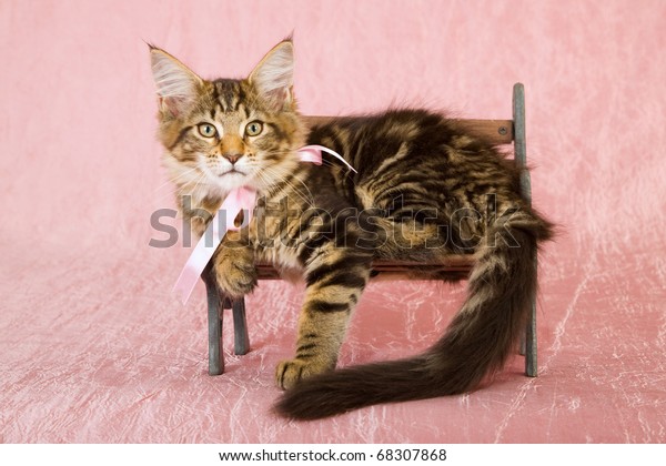 Maine Coon Kitten On Miniature Park Stock Photo Edit Now 68307868