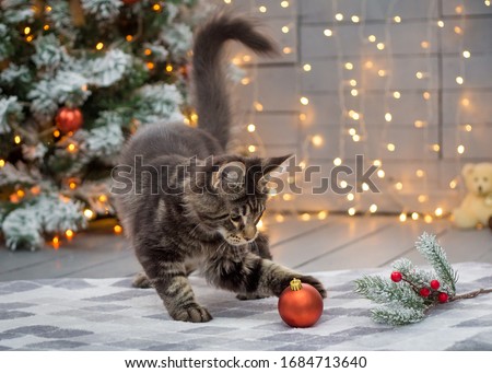 Maine coon kitten plays on a Christmas background