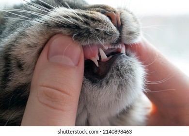 Maine Coon Kitten Process Changing Teeth Stock Photo 2140898463 ...