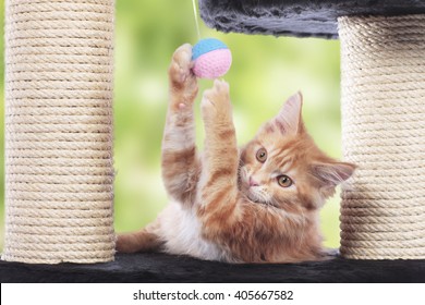 Maine Coon Kitten sitting on scratching post playing