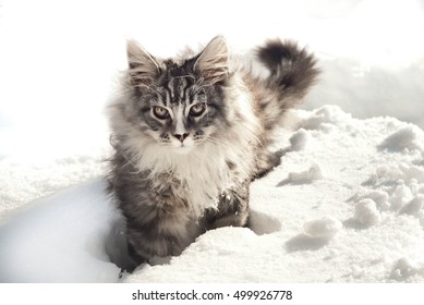 Maine Coon Walking High Res Stock Images Shutterstock