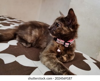 A Maine Coon Kitten Wearing A Collar Lying On A Bed