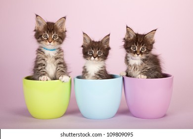 Maine Coon kittens sitting inside bowls containers on lilac pink background - Shutterstock ID 109809095