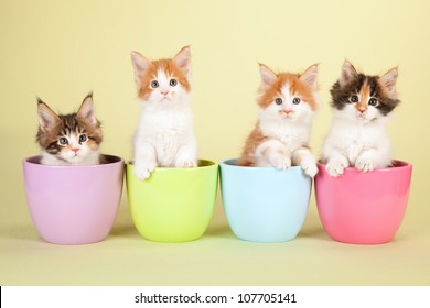 Maine Coon kittens sitting in pastel pots on yellow green background - Shutterstock ID 107705141