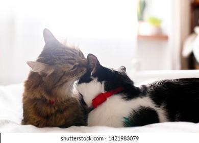 Maine Coon Licking And Cleaning His Funny Friend Cat Ear,  Sitting On Comfortable Bed In Light. Pet Love. Two Cute Cats Grooming On White Bed In Sunny Stylish Room. Space For Text