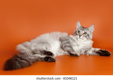 Main Coon Kitten Jump Images Stock Photos Vectors Shutterstock