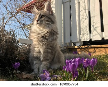 Maine Coon And Purple Crocus In Spring