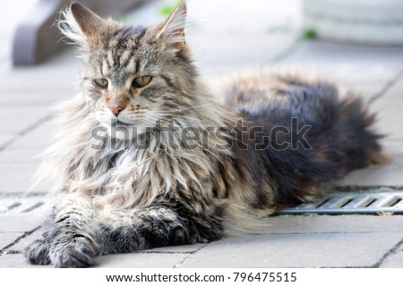maine coon pussy Amateur allure enjoli