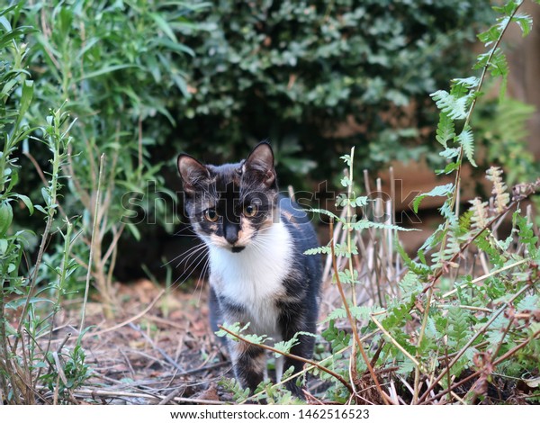 Maine Coon Siamese Cross Cat Stock Photo Edit Now 1462516523