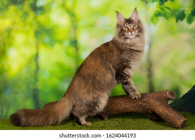 Maine Coon In Summer Forest