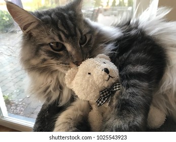 maine coon teddy bear