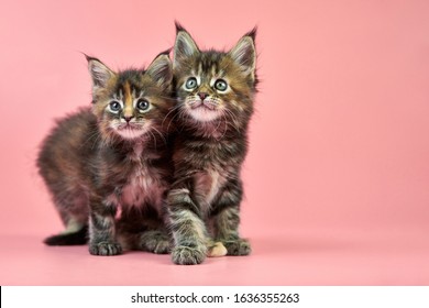 Kittens In Love Stock Photos Images Photography Shutterstock