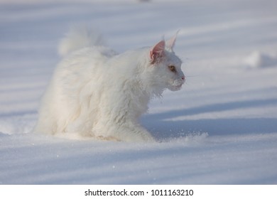 Maine Coone White Cat In The Winter And Snow