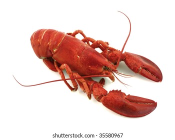 Maine Lobster