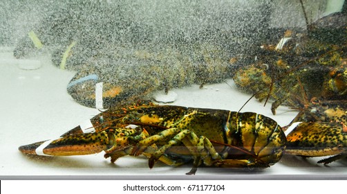 Maine Lobster In Fish Tank 