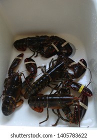 Maine Lobsters Fresh Off The Boat