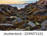 Maine rocky coast at low tide covered in boulders and sea plants