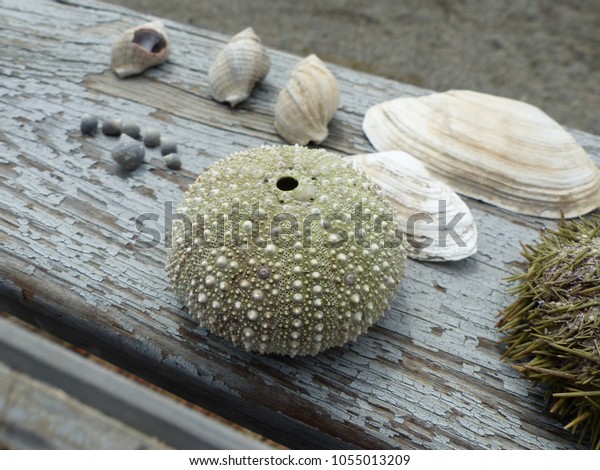 Maine Sea Urchin Shell Fossil Stock Photo Edit Now 1055013209