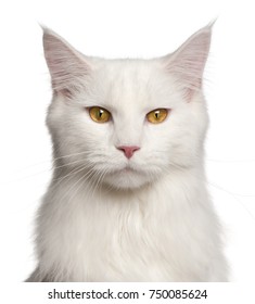 Maine-coon Cat, 8 Months Old, Portrait In Front Of White Background