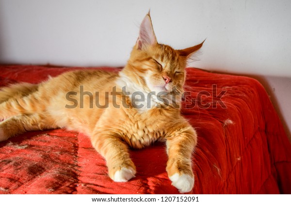 Mainecoon Cat Giant Maine Coon Cat Stock Photo Edit Now 1207152091