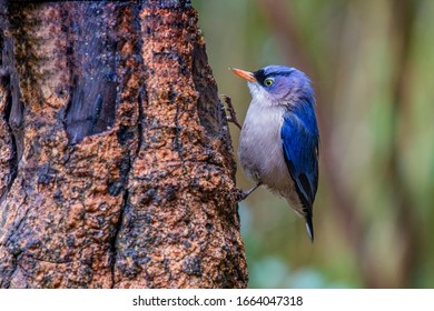 Mainland China Bird Velvet Fronted Nuthatch