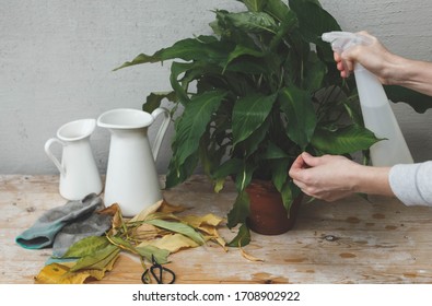 Maintaining Home Garden. Female Gardener Spray With Water Leaves On Plant