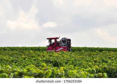 Mainz,Germany-September 20,2015:grape Picking Machine In The Valley.