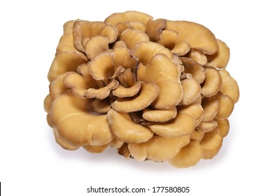 Maitake Mushroom