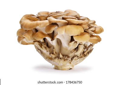 Maitake Mushroom