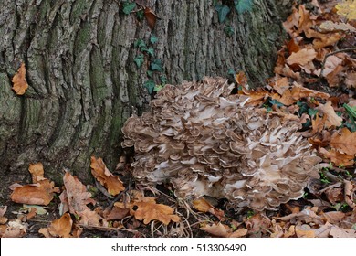 Maitake Mushroom