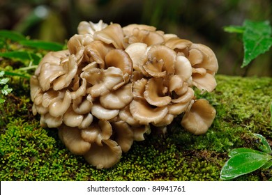 Maitake Mushroom