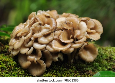 Maitake Mushroom