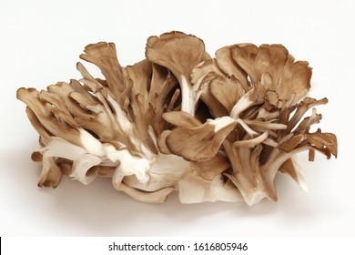 Maitake Mushroom On White Background