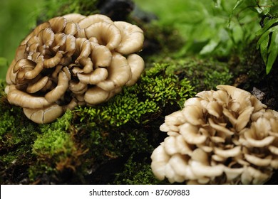 Maitake Mushrooms