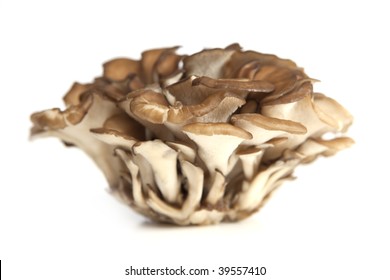 Maitake Mushrooms Cluster