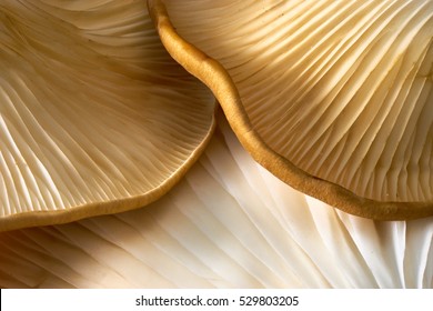 Maitake Mushrooms Cluster