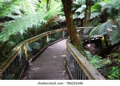 Maits Rest Trail Walk. Maits Rest Is A Circuit Walk Through Cool Temperate Rainforest In The Otway Ranges Near Apollo Bay, Along Great Ocean Road, Australia