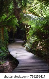 Maits Rest Trail Walk. Maits Rest Is A Circuit Walk Through Cool Temperate Rainforest In The Otway Ranges Near Apollo Bay, Along Great Ocean Road, Australia