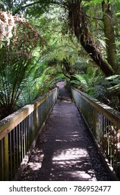 Maits Rest Trail Walk. Maits Rest Is A Circuit Walk Through Cool Temperate Rainforest In The Otway Ranges Near Apollo Bay, Along Great Ocean Road, Australia