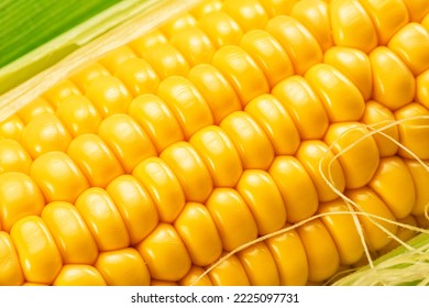 Maize cob or corn cob close up. Macro shot. - Powered by Shutterstock