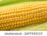 Maize cob or corn cob and maize corn silk close up. Macro shot.