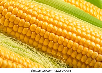 Maize cob or corn cob and corn silk close up. Macro shot.