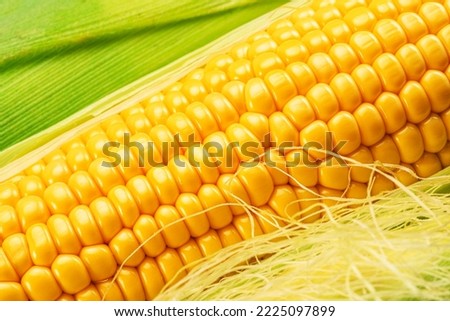 Maize cob or corn cob and corn silk close up. Macro shot.