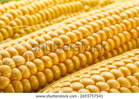 Maize cob or corn cob and maize corn silk close up. Macro shot.