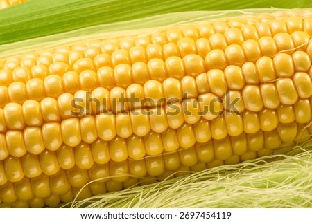 Maize cob or corn cob and maize corn silk close up. Macro shot.
